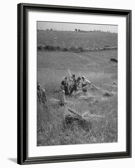 The Whole Family of Farmers Harvesting Wheat in Field-Dmitri Kessel-Framed Photographic Print