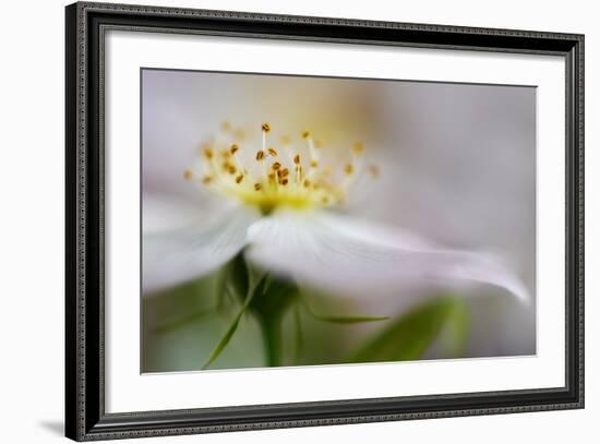 The Wild Rose-Heidi Westum-Framed Photographic Print