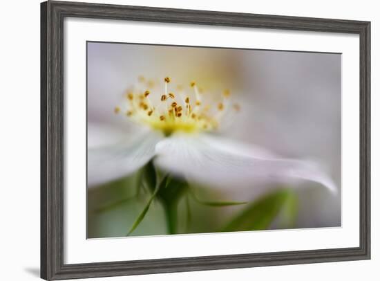 The Wild Rose-Heidi Westum-Framed Photographic Print