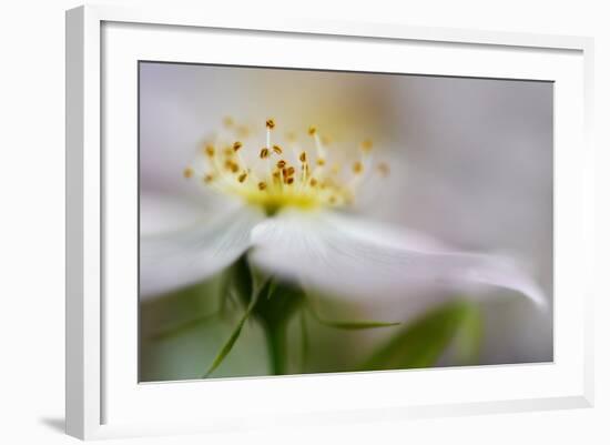 The Wild Rose-Heidi Westum-Framed Photographic Print