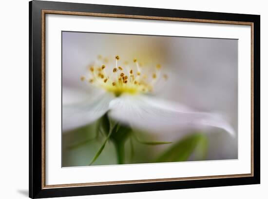 The Wild Rose-Heidi Westum-Framed Photographic Print