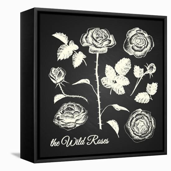 The Wild Roses - Hand Drawn Illustrations - Chalkboard-ONiONAstudio-Framed Stretched Canvas