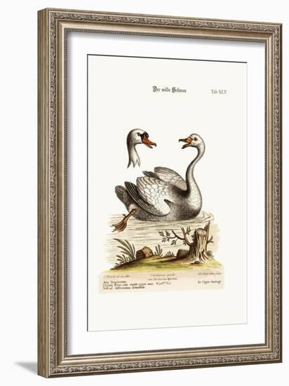 The Wild Swan, 1749-73-George Edwards-Framed Giclee Print