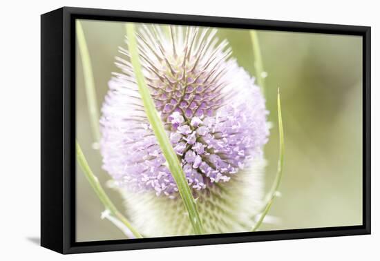 The Wild Teasel, Dipsacus Fullonum, a Special Plant in the Garden-Petra Daisenberger-Framed Premier Image Canvas