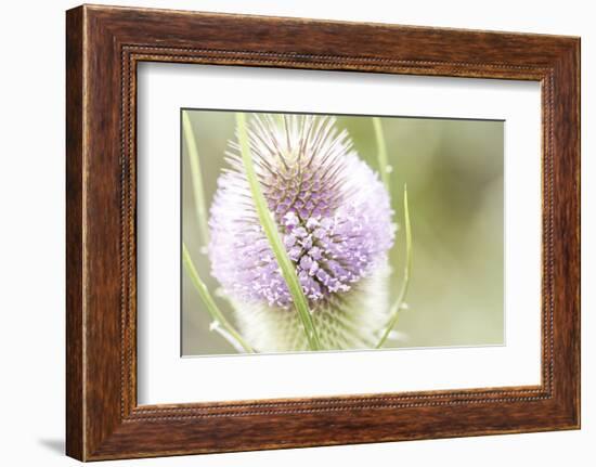 The Wild Teasel, Dipsacus Fullonum, a Special Plant in the Garden-Petra Daisenberger-Framed Photographic Print