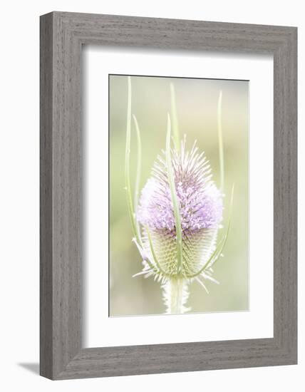 The Wild Teasel, Dipsacus Fullonum, a Special Plant in the Garden-Petra Daisenberger-Framed Photographic Print