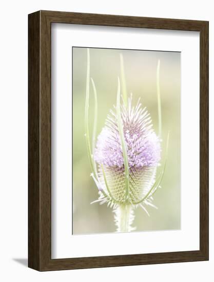 The Wild Teasel, Dipsacus Fullonum, a Special Plant in the Garden-Petra Daisenberger-Framed Photographic Print