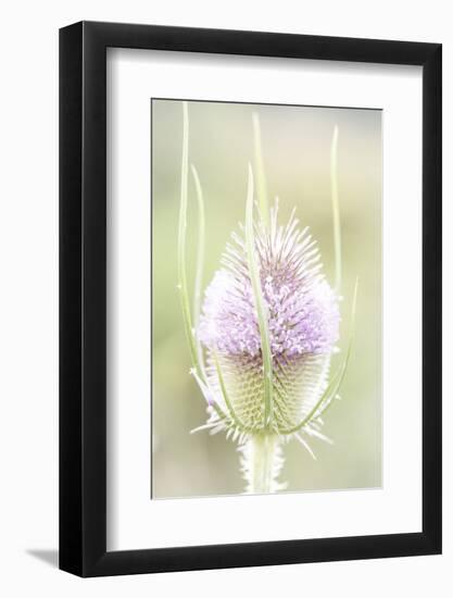 The Wild Teasel, Dipsacus Fullonum, a Special Plant in the Garden-Petra Daisenberger-Framed Photographic Print