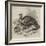 The Wild Turkey-null-Framed Giclee Print