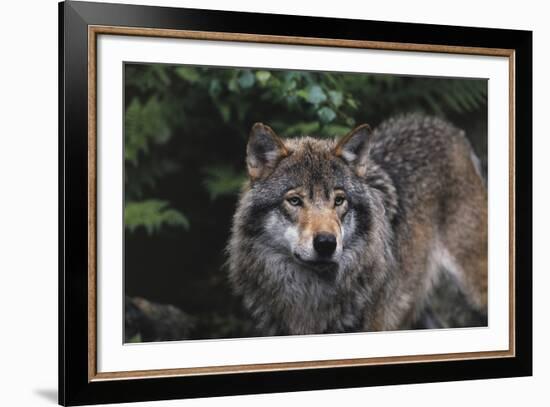 The Wild-Staffan Widstrand-Framed Giclee Print