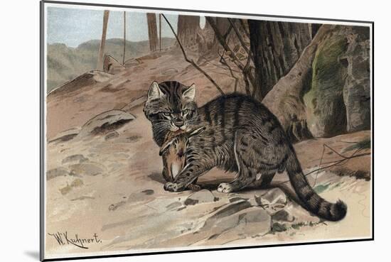 The Wildcat by Alfred Edmund Brehm-Stefano Bianchetti-Mounted Giclee Print
