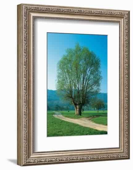 The Willow At The Fork-null-Framed Art Print