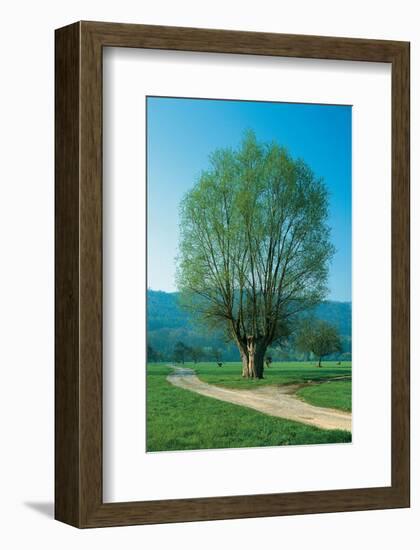 The Willow At The Fork-null-Framed Art Print