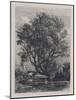 The Willow (Etching)-Samuel Palmer-Mounted Giclee Print