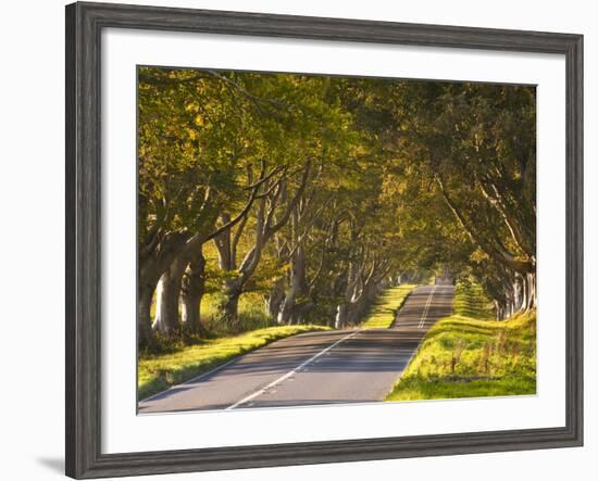 The Winding Road Through the Beech Avenue at Kingston Lacy, Dorset, England, United Kingdom, Europe-Julian Elliott-Framed Photographic Print