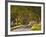 The Winding Road Through the Beech Avenue at Kingston Lacy, Dorset, England, United Kingdom, Europe-Julian Elliott-Framed Photographic Print