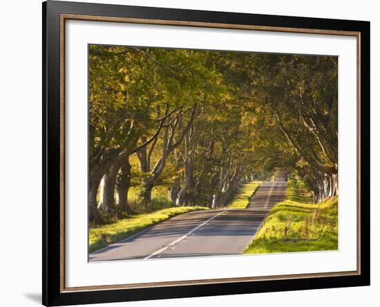 The Winding Road Through the Beech Avenue at Kingston Lacy, Dorset, England, United Kingdom, Europe-Julian Elliott-Framed Photographic Print