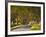 The Winding Road Through the Beech Avenue at Kingston Lacy, Dorset, England, United Kingdom, Europe-Julian Elliott-Framed Photographic Print