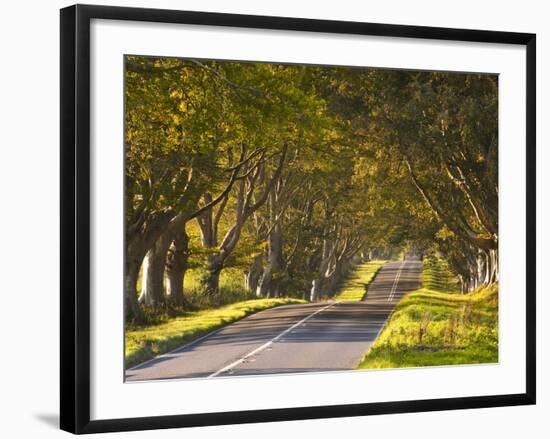 The Winding Road Through the Beech Avenue at Kingston Lacy, Dorset, England, United Kingdom, Europe-Julian Elliott-Framed Photographic Print