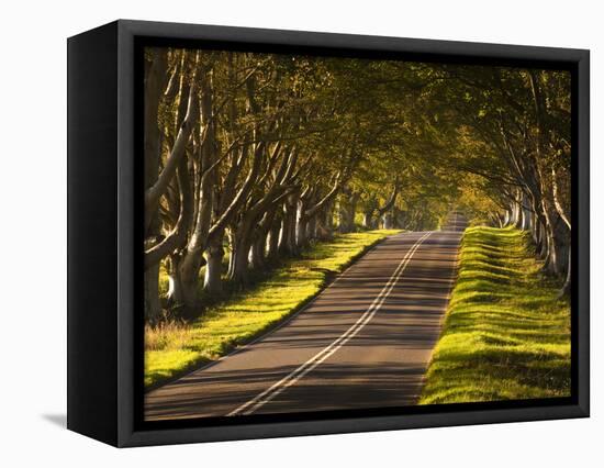 The Winding Road Through the Beech Avenue at Kingston Lacy, Dorset, England, United Kingdom, Europe-Julian Elliott-Framed Premier Image Canvas