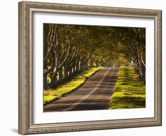 The Winding Road Through the Beech Avenue at Kingston Lacy, Dorset, England, United Kingdom, Europe-Julian Elliott-Framed Photographic Print