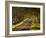 The Winding Road Through the Beech Avenue at Kingston Lacy, Dorset, England, United Kingdom, Europe-Julian Elliott-Framed Photographic Print