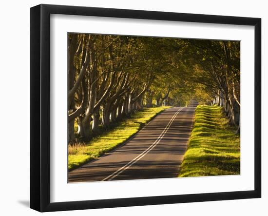 The Winding Road Through the Beech Avenue at Kingston Lacy, Dorset, England, United Kingdom, Europe-Julian Elliott-Framed Photographic Print