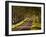 The Winding Road Through the Beech Avenue at Kingston Lacy, Dorset, England, United Kingdom, Europe-Julian Elliott-Framed Photographic Print