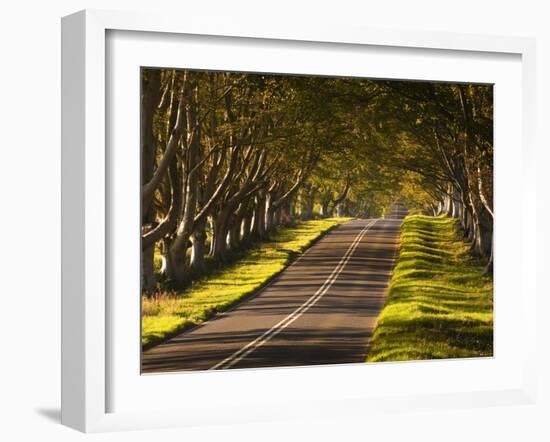 The Winding Road Through the Beech Avenue at Kingston Lacy, Dorset, England, United Kingdom, Europe-Julian Elliott-Framed Photographic Print