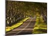 The Winding Road Through the Beech Avenue at Kingston Lacy, Dorset, England, United Kingdom, Europe-Julian Elliott-Mounted Photographic Print