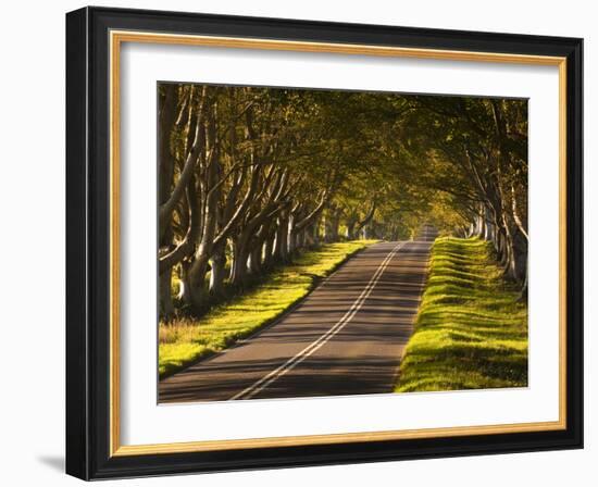 The Winding Road Through the Beech Avenue at Kingston Lacy, Dorset, England, United Kingdom, Europe-Julian Elliott-Framed Photographic Print