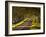 The Winding Road Through the Beech Avenue at Kingston Lacy, Dorset, England, United Kingdom, Europe-Julian Elliott-Framed Photographic Print