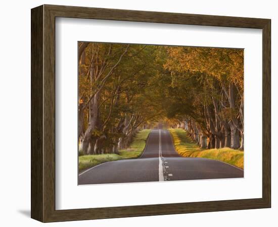 The Winding Road Through the Beech Avenue at Kingston Lacy, Dorset, England, United Kingdom, Europe-Julian Elliott-Framed Photographic Print