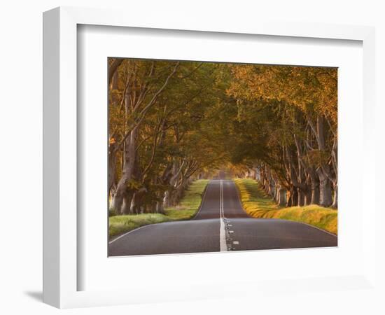 The Winding Road Through the Beech Avenue at Kingston Lacy, Dorset, England, United Kingdom, Europe-Julian Elliott-Framed Photographic Print