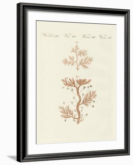 The Winding Sertularia or Base Coralline-null-Framed Giclee Print