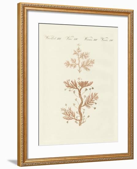 The Winding Sertularia or Base Coralline-null-Framed Giclee Print