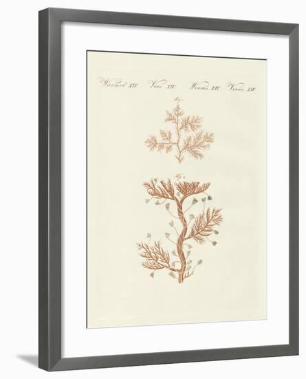 The Winding Sertularia or Base Coralline-null-Framed Giclee Print