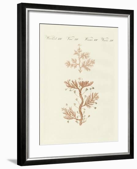 The Winding Sertularia or Base Coralline-null-Framed Giclee Print