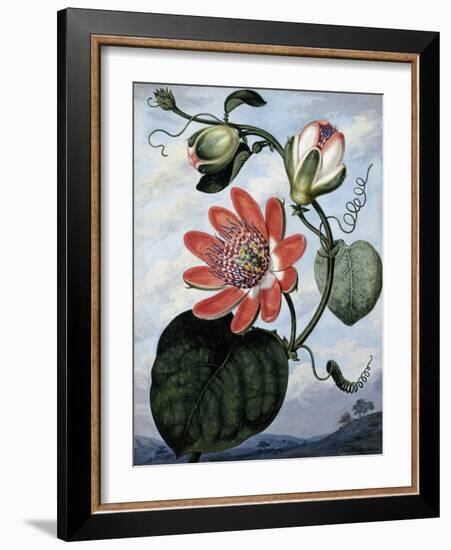 The Winged Passion Flower-Sydenham Teast Edwards-Framed Giclee Print