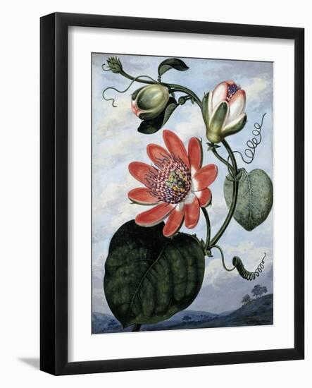 The Winged Passion Flower-Sydenham Teast Edwards-Framed Giclee Print