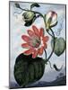 The Winged Passion Flower-Sydenham Teast Edwards-Mounted Giclee Print