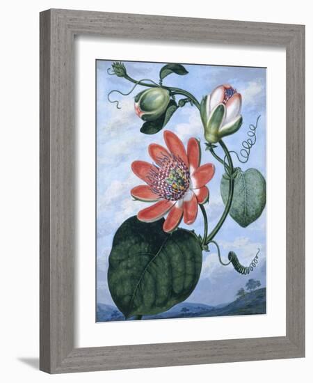 The Winged Passion Flower-Sydenham Teast Edwards-Framed Giclee Print