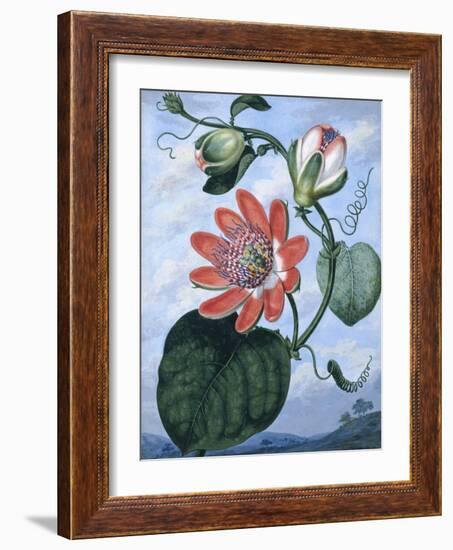 The Winged Passion Flower-Sydenham Teast Edwards-Framed Giclee Print