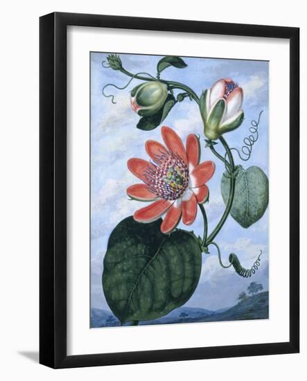 The Winged Passion Flower-Sydenham Teast Edwards-Framed Giclee Print