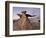 The Wings at Dusk, Bisti Wilderness, New Mexico, United States of America, North America-James Hager-Framed Photographic Print