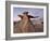 The Wings at Dusk, Bisti Wilderness, New Mexico, United States of America, North America-James Hager-Framed Photographic Print