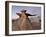 The Wings at Dusk, Bisti Wilderness, New Mexico, United States of America, North America-James Hager-Framed Photographic Print