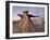 The Wings at Dusk, Bisti Wilderness, New Mexico, United States of America, North America-James Hager-Framed Photographic Print