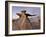 The Wings at Dusk, Bisti Wilderness, New Mexico, United States of America, North America-James Hager-Framed Photographic Print