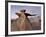 The Wings at Dusk, Bisti Wilderness, New Mexico, United States of America, North America-James Hager-Framed Photographic Print